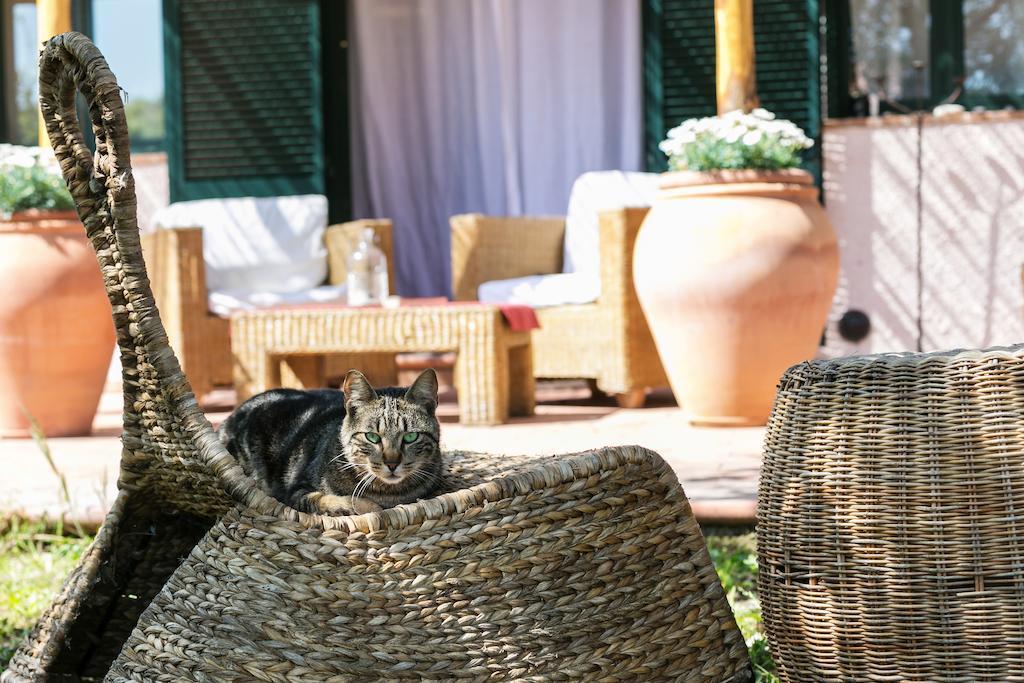 At Home In Maremma Istia d'Ombrone Room photo